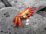 Galapagos 3-1-07 Espanola Punta Suarez Sally Lightfoot Crab The Sally Lightfoot crabs are abundant on the lava rocks along the water's edge.